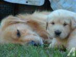 Golden Retriever Puppy for sale in WILMINGTON, NC, USA