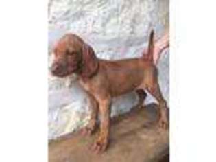 Vizsla Puppy for sale in George West, TX, USA