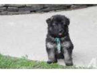 German Shepherd Dog Puppy for sale in PORT CRANE, NY, USA