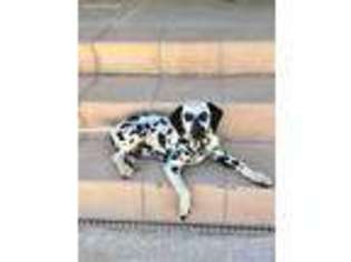 Dalmatian Puppy for sale in Henderson, NV, USA