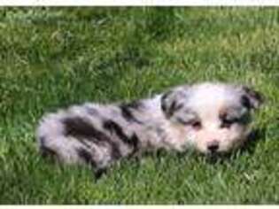 Miniature Australian Shepherd Puppy for sale in Villisca, IA, USA