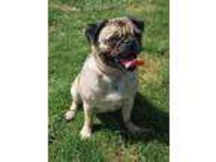Pug Puppy for sale in Groton, CT, USA