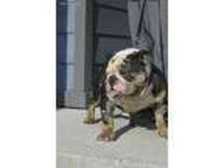 Bulldog Puppy for sale in Tacoma, WA, USA
