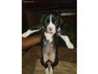 Boxer Puppy for sale in Jackson, TN, USA