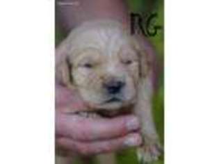 Golden Retriever Puppy for sale in Bryant, AL, USA