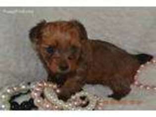 Yorkshire Terrier Puppy for sale in West Columbia, TX, USA