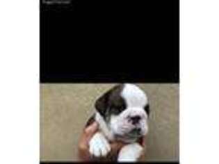 Bulldog Puppy for sale in Reno, NV, USA