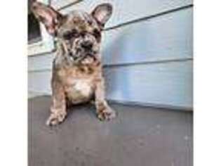 French Bulldog Puppy for sale in Allenwood, PA, USA