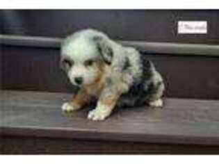 Australian Shepherd Puppy for sale in Fort Wayne, IN, USA