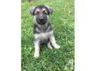 German Shepherd Dog Puppy for sale in HOOVERSVILLE, PA, USA