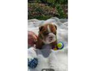 Bulldog Puppy for sale in Marion, VA, USA