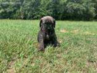 Mastiff Puppy for sale in Laurel Hill, FL, USA