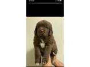 Newfoundland Puppy for sale in Claremont, CA, USA