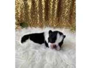 French Bulldog Puppy for sale in Green Cove Springs, FL, USA