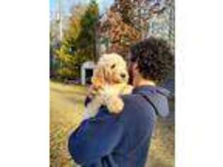 Goldendoodle Puppy for sale in South Mills, NC, USA
