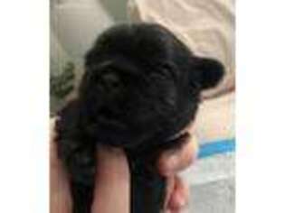 Mutt Puppy for sale in Scranton, PA, USA
