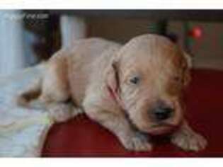 Goldendoodle Puppy for sale in Cape Coral, FL, USA