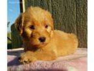 Goldendoodle Puppy for sale in Evansville, IL, USA