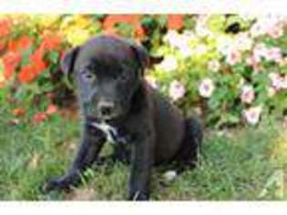Labrador Retriever Puppy for sale in CANTON, OH, USA