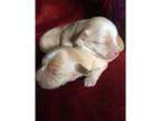 Havanese Puppy for sale in Gillingham, Kent (England), United Kingdom