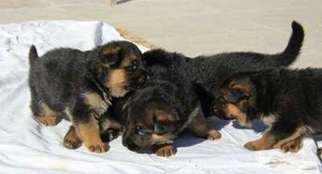 German Shepherd Dog Puppy for sale in Rodeo, CA, USA