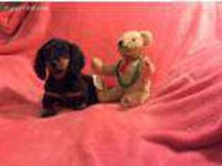 Dachshund Puppy for sale in Newfane, NY, USA