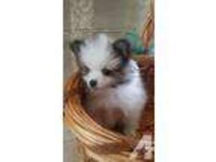 Pomeranian Puppy for sale in KAILUA, HI, USA