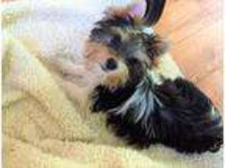 Yorkshire Terrier Puppy for sale in Hubbard, OH, USA