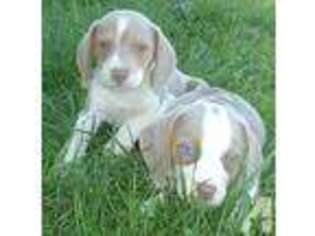Beagle Puppy for sale in MECHANICSBURG, OH, USA