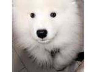 Samoyed Puppy for sale in Hawthorne, NJ, USA