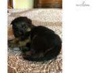German Shepherd Dog Puppy for sale in Tallahassee, FL, USA
