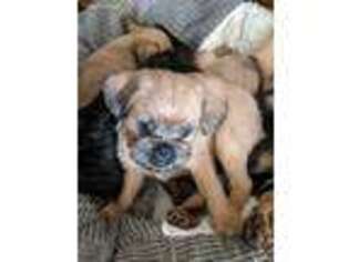 Brussels Griffon Puppy for sale in Derby, KS, USA
