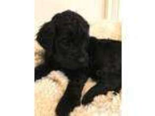 Goldendoodle Puppy for sale in Grand Haven, MI, USA