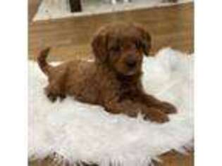 Goldendoodle Puppy for sale in Centreville, MI, USA