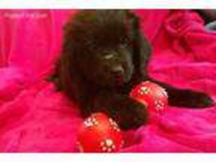 Newfoundland Puppy for sale in Norman, OK, USA