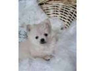 Pomeranian Puppy for sale in Kennesaw, GA, USA