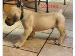 Boerboel Puppy for sale in Oklahoma City, OK, USA