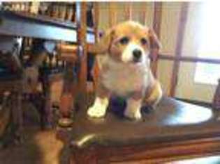 Pembroke Welsh Corgi Puppy for sale in Couch, MO, USA