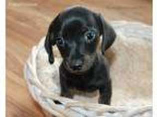 Dachshund Puppy for sale in Union, MI, USA
