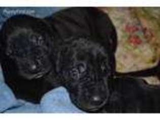 Great Dane Puppy for sale in Silverwood, MI, USA
