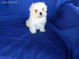 Maltese Puppy for sale in Whittier, CA, USA
