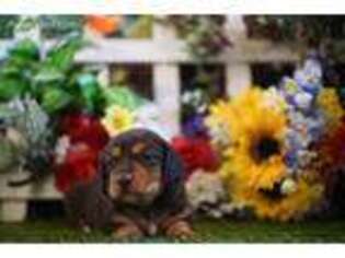 Dachshund Puppy for sale in Lake Mills, IA, USA