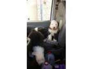 Old English Sheepdog Puppy for sale in Kansas City, KS, USA