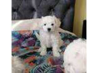 Bichon Frise Puppy for sale in New York, NY, USA