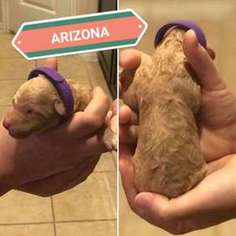 Goldendoodle Puppy for sale in Houston, TX, USA