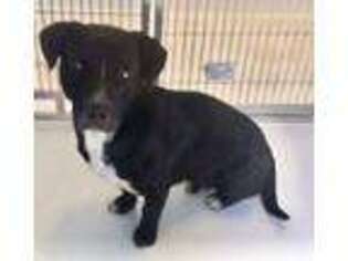 Basset Hound Puppy for sale in PAMPA, TX, USA