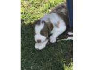 Brittany Puppy for sale in Godley, TX, USA