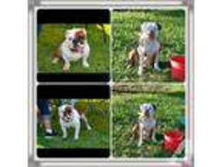 Bulldog Puppy for sale in WEST COVINA, CA, USA