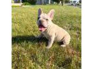 French Bulldog Puppy for sale in Dover, PA, USA