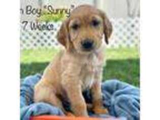 Golden Retriever Puppy for sale in Star, ID, USA